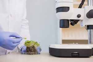 Scientist examining plants in petri dish