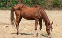 Skinny Horse